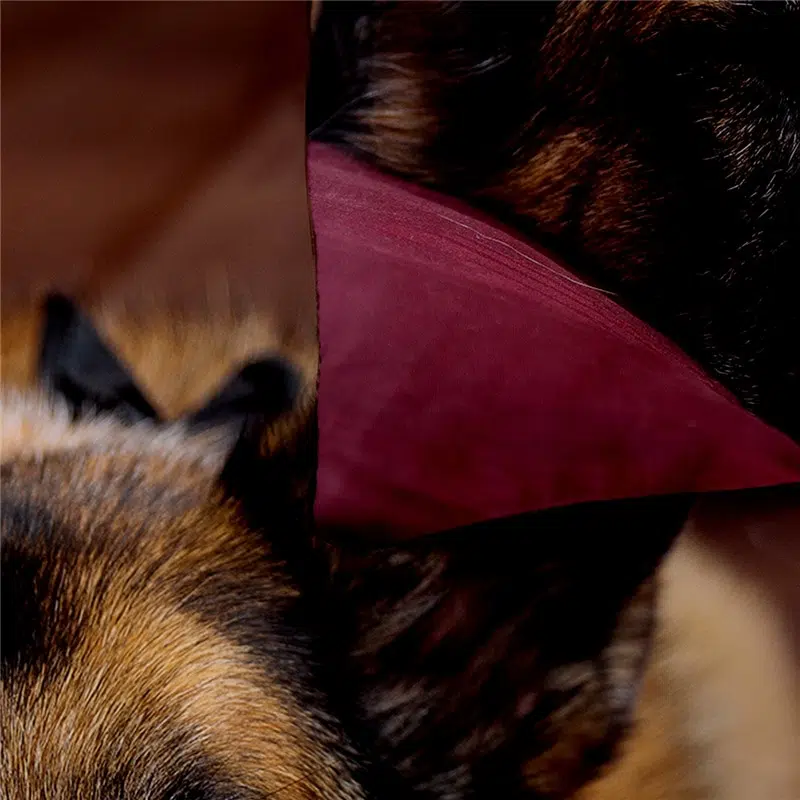 Parure De Lit à Motif Chien Qui Dort – Image 2